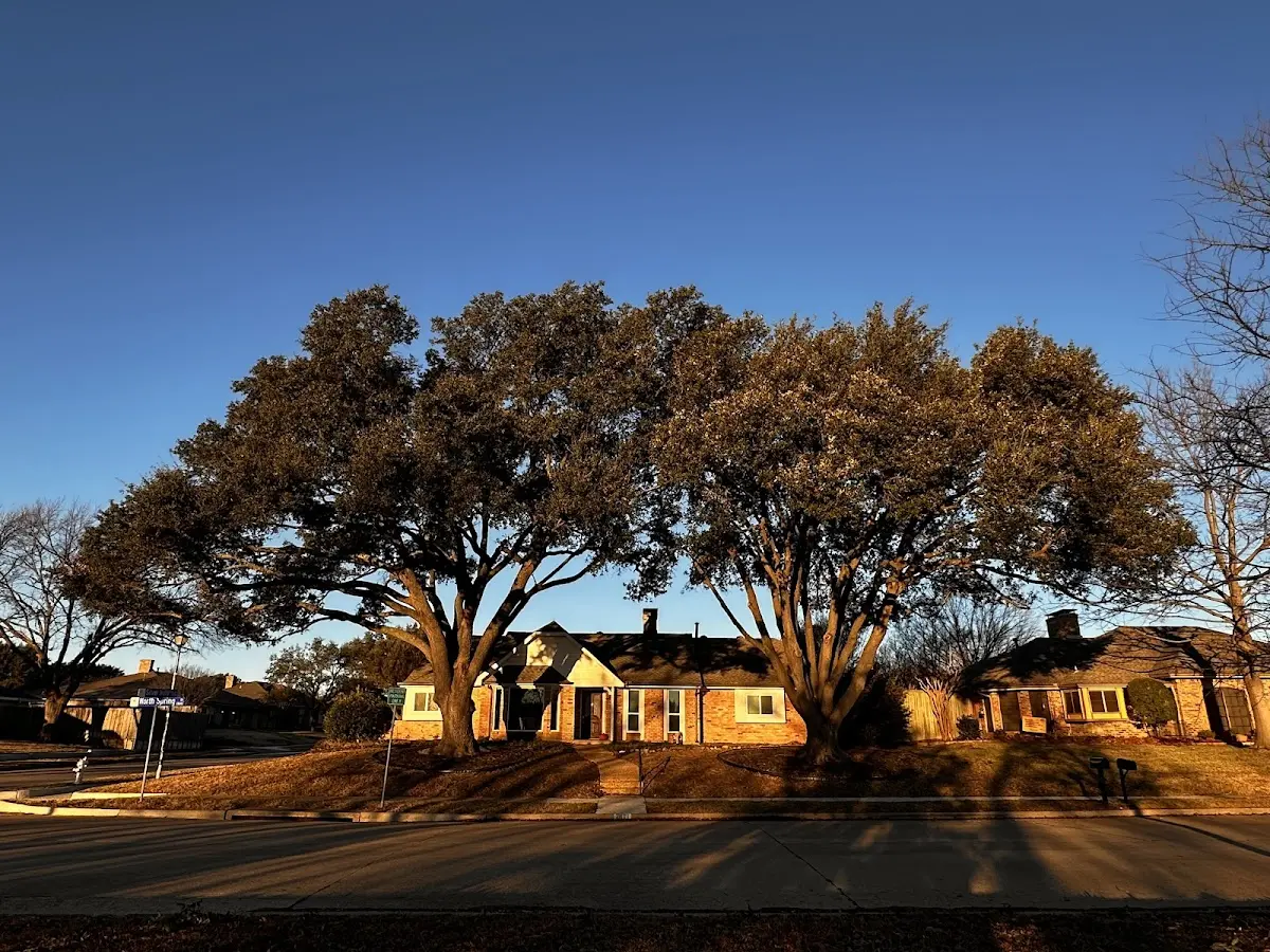 Established residential canopy tree shading a home in Winston