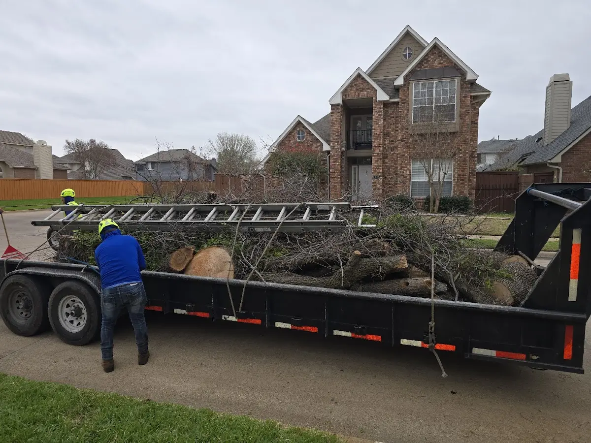 Expert Tree Removal with proper safety equipment in Winston